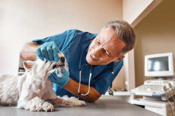 Best Broken or Cracked Tooth Emergency Dentist in Rossville, TN